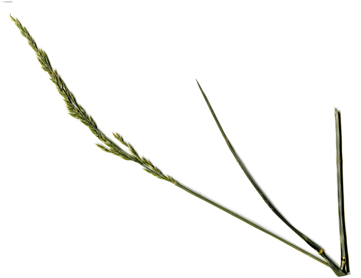 Schedonorus arundinaceus subsp. arundinaceus (Poaceae)